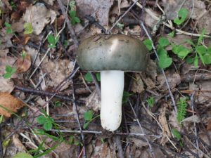 Duvkremla (Russula grisea)