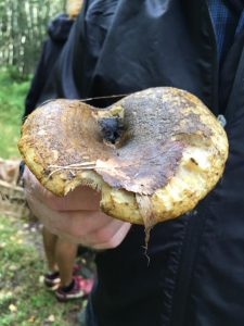 Svartriska (Lactarius turpis)